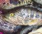 淡水石斑鱼养殖成本和利润