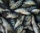 淡水石斑鱼一年能长多大？