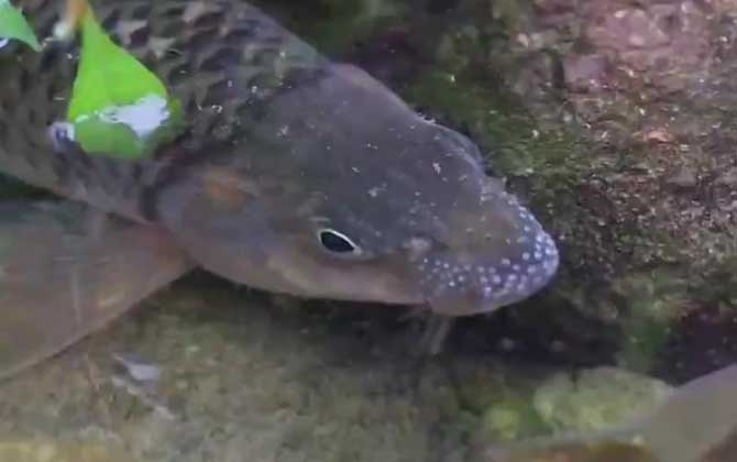 溪石斑鱼