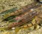 溪石斑鱼有几种？