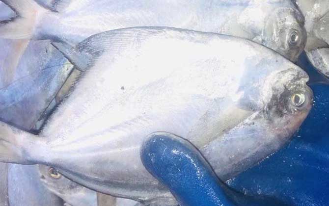 银鲳鱼是淡水鱼还是海水鱼？