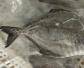黑鲳鱼是养殖的吗？
