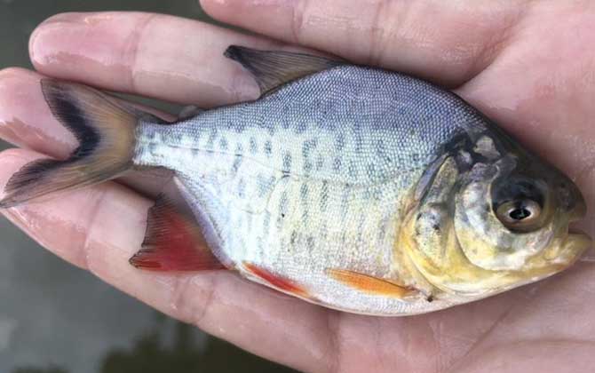 淡水红鲳