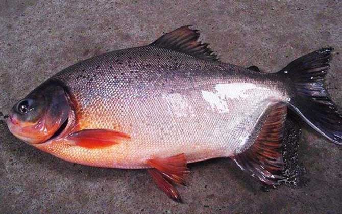 淡水红鲳鱼