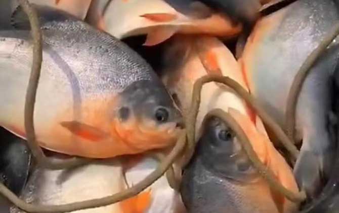 淡水红鲳鱼是食人鱼吗？