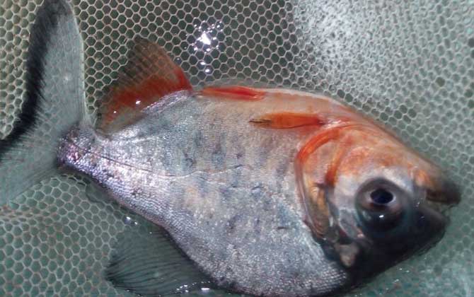 淡水红鲳鱼
