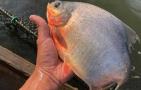 淡水红鲳鱼怎么钓最好？