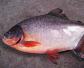 淡水红鲳鱼好吃吗？