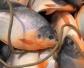 淡水红鲳鱼是食人鱼吗？