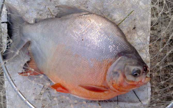 红鲳鱼