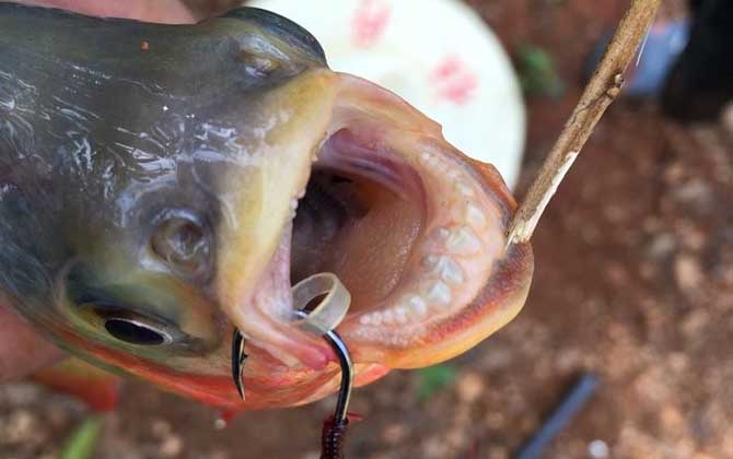 食人鲳