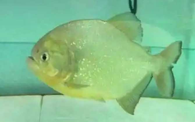 巨黄食人鱼