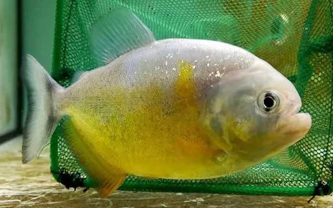 胭脂水虎鱼是什么鱼？