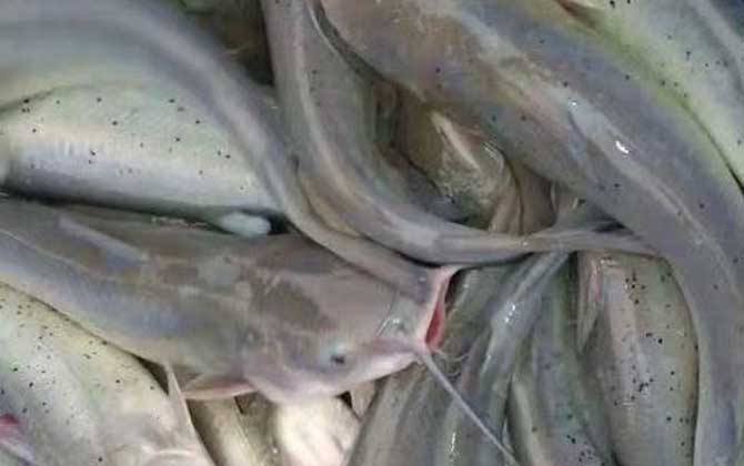 叉尾鱼价格多少钱一斤？