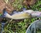 斑点叉尾鮰是什么鱼？