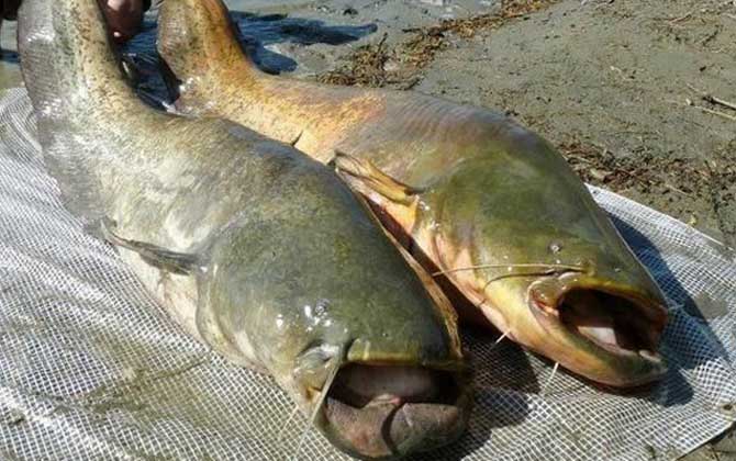 巨型鲶鱼是什么鱼？学名巨无齿芒，体重可达200～300千克！