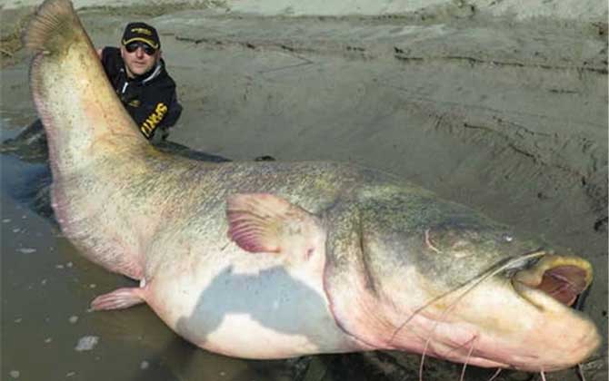 巨型鲶鱼