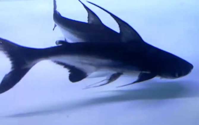 成吉思汗鲨