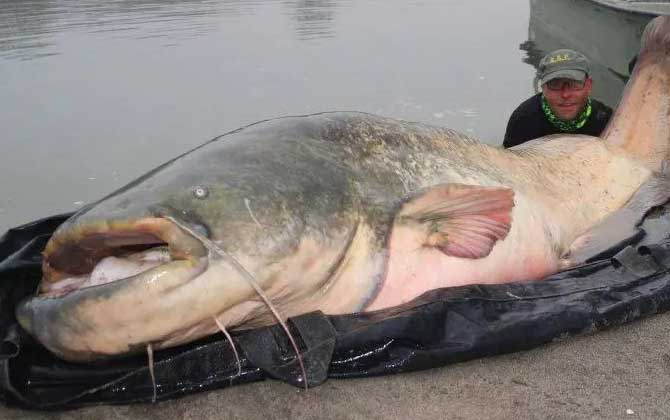 世界上最大的鲶鱼有多大？体长2.5～3.0米，体重200～300千克！