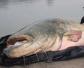 世界上最大的鲶鱼有多大？体长2.5～3.0米，体重200～300千克！