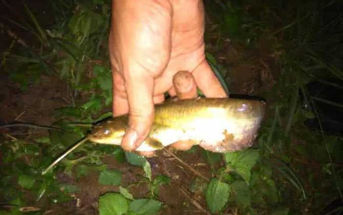 一天中钓鲶鱼的最佳时间，鲶鱼是夜行性鱼类，晚上钓效果最好！