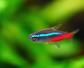 红绿灯鱼怎么繁殖最快？