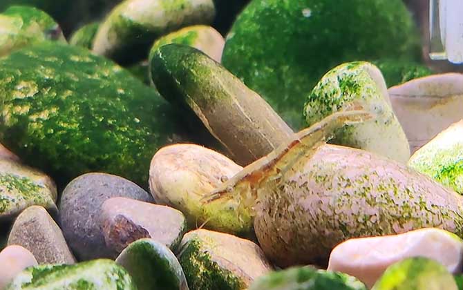 黑壳虾抱卵后产在什么地方？