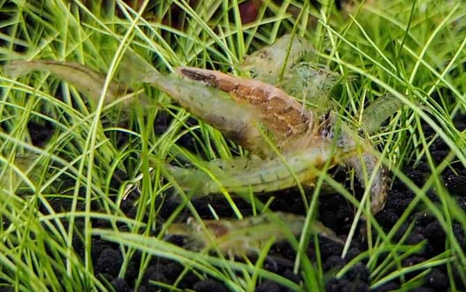 黑壳虾没有藻会饿死吗？