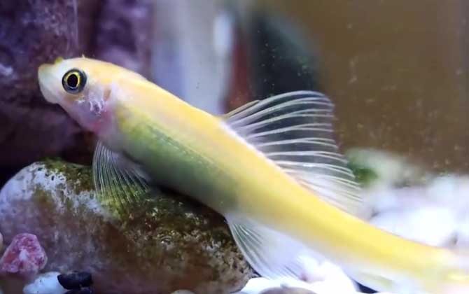 金苔鼠鱼是什么鱼？