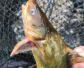 黄颡鱼是什么鱼？淡水经济鱼种，俗称黄辣丁、昂刺鱼、嘎鱼等！