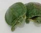 绿壳小乌龟怎么养？