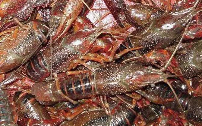 小龙虾的虾黄是肝胰脏吗？