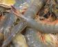 虾线是虾的什么器官？