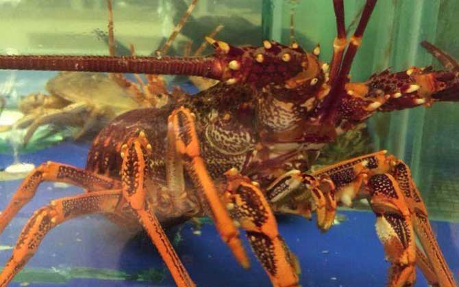 美洲螯龙虾