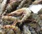黑虎虾是什么虾？
