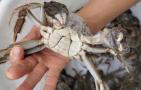 大闸蟹死了多久不能吃？