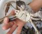 大闸蟹死了多久不能吃？