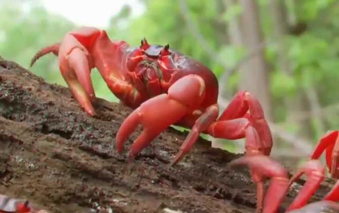 澳洲红蟹