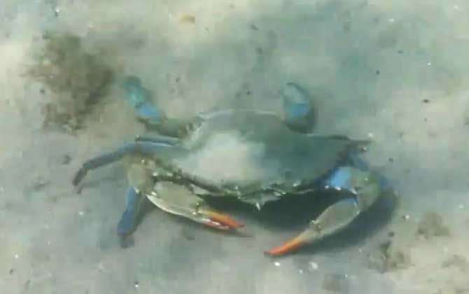 蓝色螃蟹