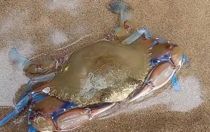 蓝蟹是什么动物？