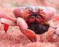 澳洲红蟹是什么动物？