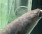 鲈鳗是海水鱼还是淡水鱼？