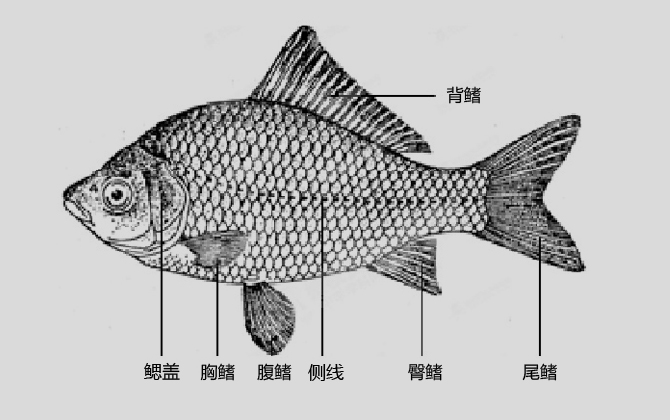 尾鳍