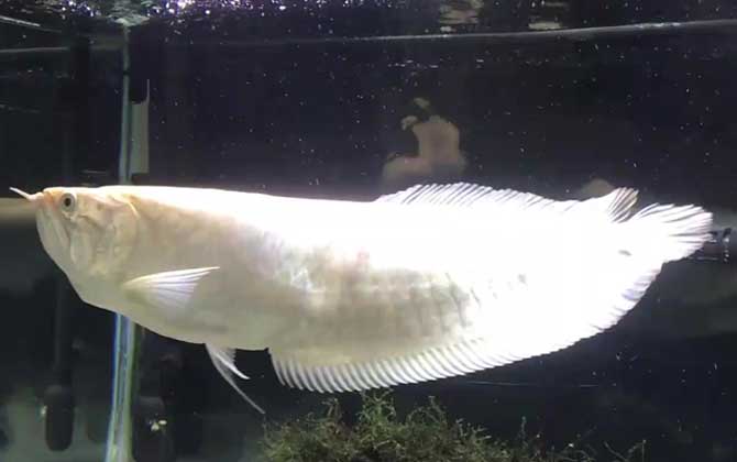 1米长的银龙鱼多少钱？