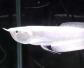 银龙鱼的寿命有多长？