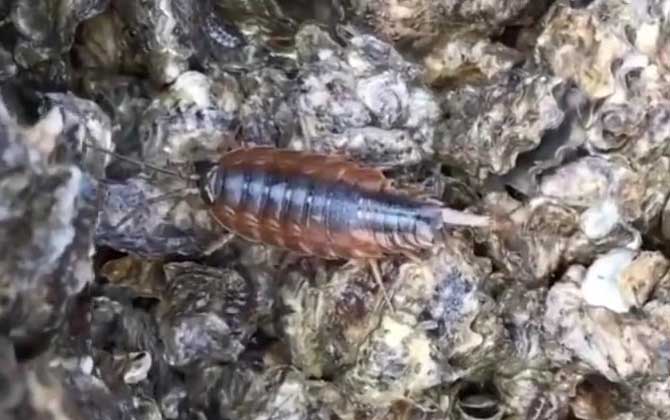 海蟑螂是什么动物？