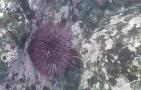 紫海胆是什么动物？
