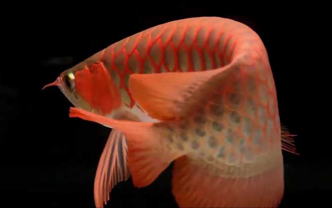 红金龙鱼