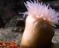 海葵为什么害怕海星？
