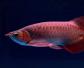 红金龙鱼是什么鱼？